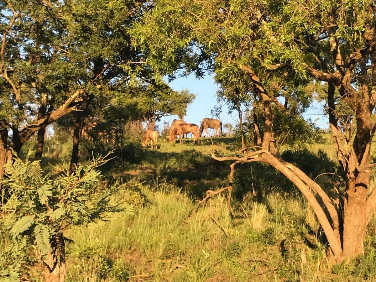 Bed and Breakfast Olive Tree Farm à Magaliesburg Extérieur photo