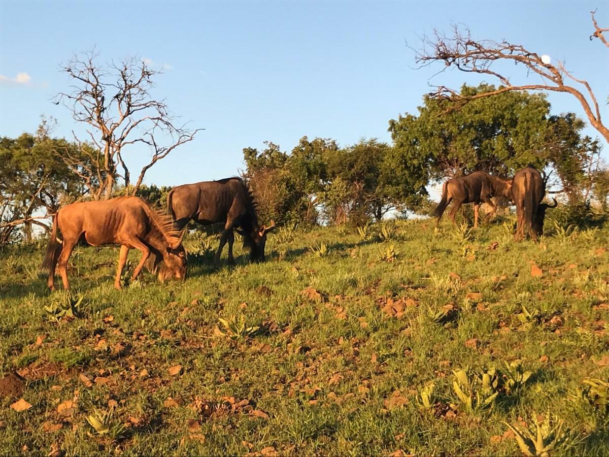 Bed and Breakfast Olive Tree Farm à Magaliesburg Extérieur photo